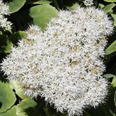 6 x Sedum Spectabile 'Iceberg' - Vetkruid pot 9x9cm - Witte bloemen, succulent blad