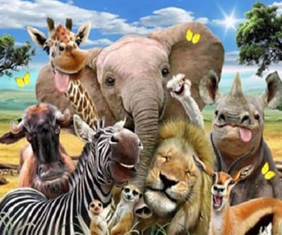 Paint By Numbers Dieren Gekke Bekken - Schilderen op Nummer - Volwassenen - 50x40cm - Stipco
