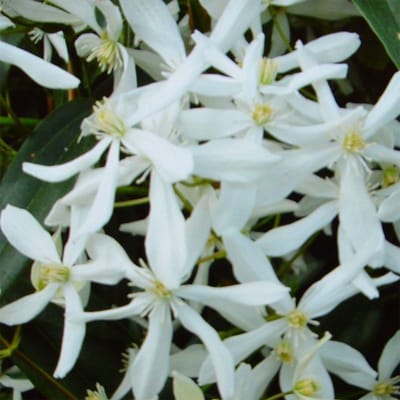 8 x Wintergroene Clematis Snowdrift Wit - Groenblijvende Bosrank - Bloeiende Klimplant - Clematis armandii 'Snowdrift' in C2(liter) pot met hoogte 50-60cm