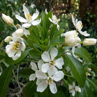Choisya 'Aztec Pearl' - Choisya 25-30 cm pot - Een Geurig en Elegant Hybride
