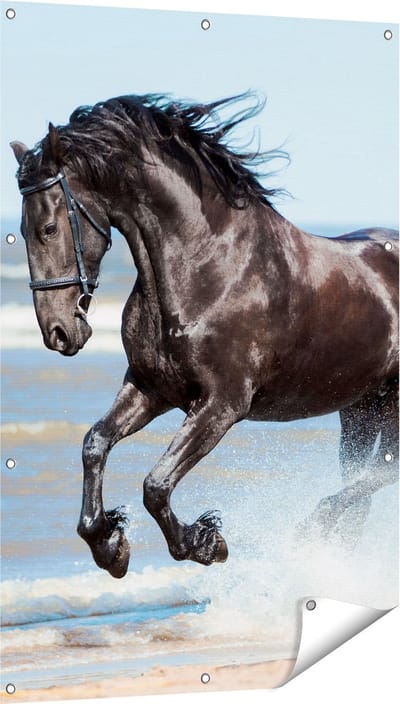 Gards Tuinposter Zwart Paard in het Water - 80x120 cm - Tuindoek - Tuindecoratie - Wanddecoratie buiten - Tuinschilderij