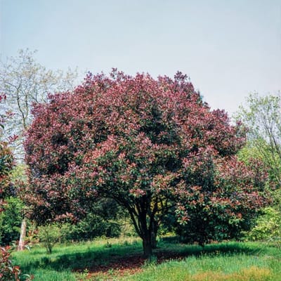 Plants Online BV - Planten - Set van 1 - Glanzend Lepelblad 'Red Robin'
