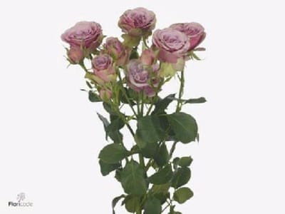 10x Rosa purple sky 60cm