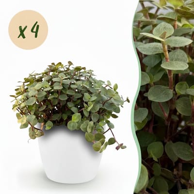 Green boutiQ - Kamerplant - Calissia repens - Kattengras - Huisdiervriendelijk - Groen - 4 Planten - met Potter Wit - Pot 12cm - Hoogte 17-20cm