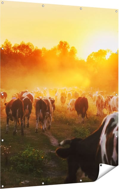 Gards Tuinposter Kudde Koeien in Weiland bij Zonsondergang - 120x160 cm - Tuindoek - Tuindecoratie - Wanddecoratie buiten - Tuinschilderij