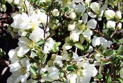 Chaenomeles superba 'Jet Trail' - Sierkwee, Dwergkwee, Japanse Sierkwee 30 - 40 cm in pot