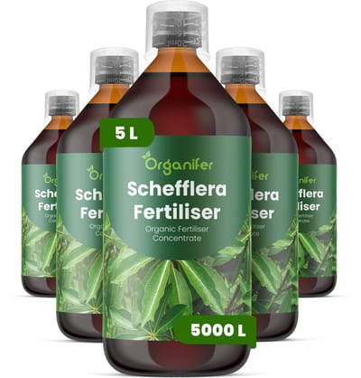 Vloeibare Meststof Voor Schefflera 5X1 L Voor 5000 L - Npk 3-4-3 - Ondersteunt Evenwichtige Groei Bij Schefflera - Bevordert Sterke - Goed Gestructureerde Stelen En Bladgroei - Helpt Een Compacte, Aantrekkelijke Plantvorm Behouden - Organifer