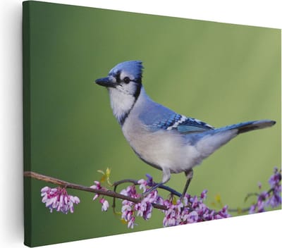 Artaza Canvas Schilderij Blauwe Gaai - 30x20 cm - Klein - Wanddecoratie Bloemen - Muurdecoratie Vogels - Kamer Accessoires