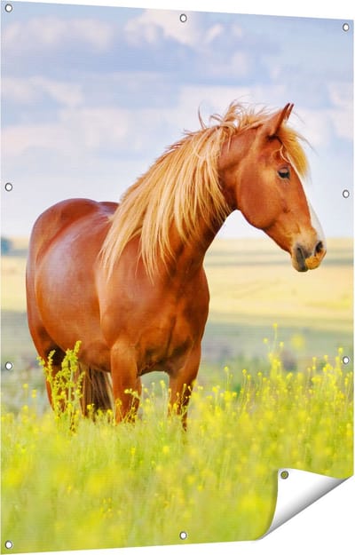 Gards Tuinposter Bruin Paard in de Wei - 90x120 cm - Tuindoek - Tuindecoratie - Wanddecoratie buiten - Tuinschilderij