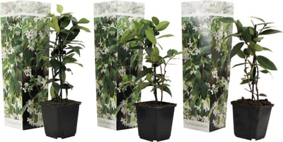 Plant in a Box - Toscaanse Jasmijn - Set van 3 - Witte sterjasmijn tuinplanten - Pot 9cm - Hoogte 25-40cm