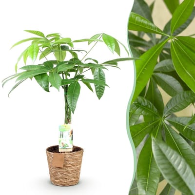 Green BoutiQ - Kamerplanten - Pachira Aquatica gevlochten stam - Geldboom - Weinig onderhoud - met mand - Groen - 1 Plant - Pot 17cm - Hoogte 60-70cm