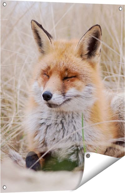 Gards Tuinposter Vos in de Duinen - 60x80 cm - Tuindoek - Tuindecoratie - Wanddecoratie buiten - Tuinschilderij
