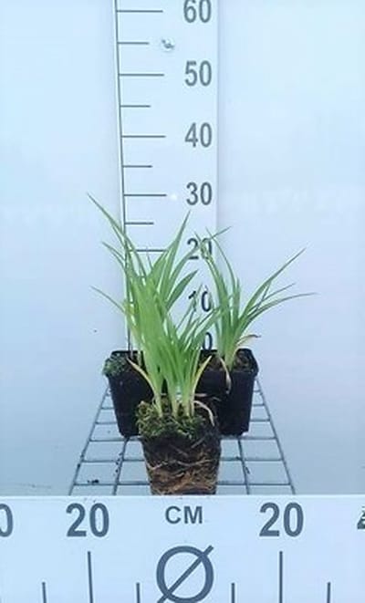 6x Daglelie - Hemerocallis hybr. 'Summer Wine' | 9x9 cm pot