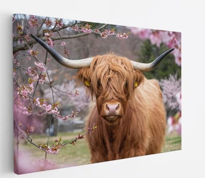 Saammp Canvas Schilderij - Schotse Hooglander Koe in de wei - Landschap - Dieren - Natuur - 45x30 - Foto op canvas - Wanddecoratie - muurdecoratie Woonkamer - Slaapkamer decoratie - Canvas Print