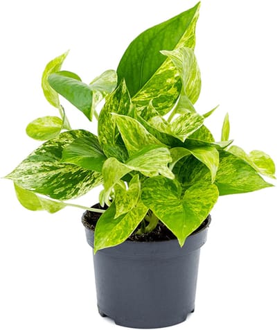 JUNAVERA Scindapsus | Epipremnum ‘Marble Queen’ | bonte hangplant voor terrarium en woonkamer | 12 cm pot | 25 cm hoog