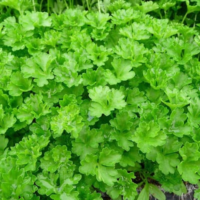 6 x Petroselinum Crispum - Peterselie pot 9x9cm