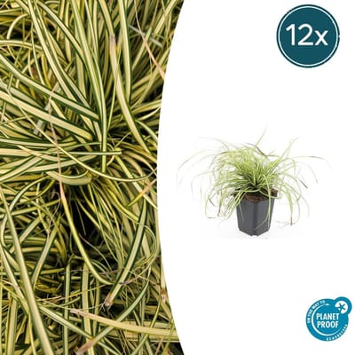 12 Stuks Japanse Zegge/Schaduw Zegge Evergold, Wintergroene Siergrasplant, Groen met GoudGele Middenstreep, Carex oshimensis Evergold - 10-25cm - Ø9cm