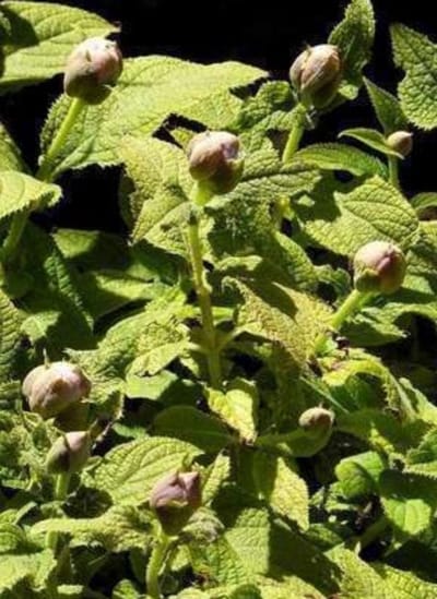 2 x Hydrangea involucrata - Hortensia Involucrata 25- 30 cm in pot