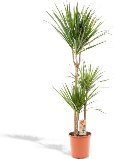 Drakenboom of Drakenbloedboom, luchtzuiverende kamerplant - Ø21cm - 110cm - Dracaena Marginata
