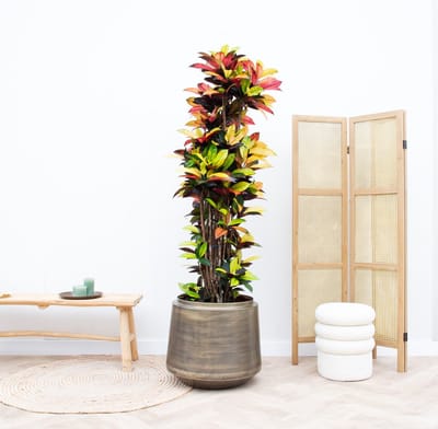 Codiaeum Petra - 170cm