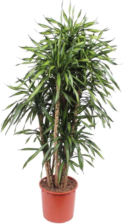 Dracaena Riki - 170 cm - ø34
