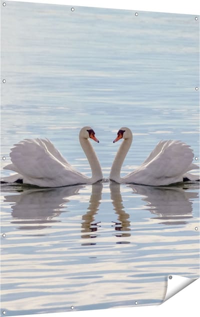 Gards Tuinposter Zwanen Koppel op het Water - 120x160 cm - Tuindoek - Tuindecoratie - Wanddecoratie buiten - Tuinschilderij