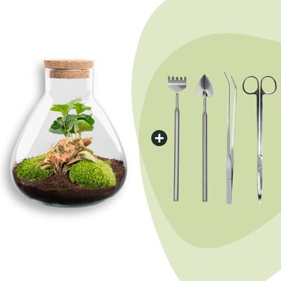 Terrarium - Sammie coffea - ↑ 27 cm - Ecosysteem plant - Kamerplanten - DIY planten terrarium - Mini ecosysteem + Hark + Schep + Pincet + Schaar