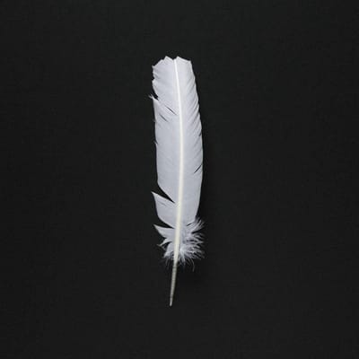 Arno Adams - Vogel (CD)