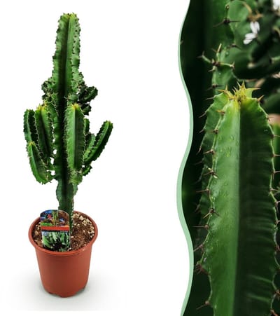 Green boutiQ - Kamerplant - Euphorbia eritrea - Afrikaanse melkboom - Cactus voor binnen - 1 Plant - Pot 17cm - Hoogte 60cm