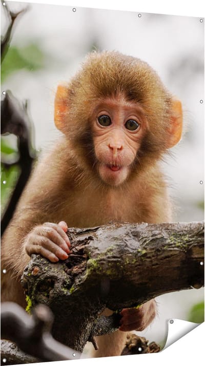 Gards Tuinposter Klein Baby Aapje op een Tak - 120x180 cm - Tuindoek - Tuindecoratie - Wanddecoratie buiten - Tuinschilderij