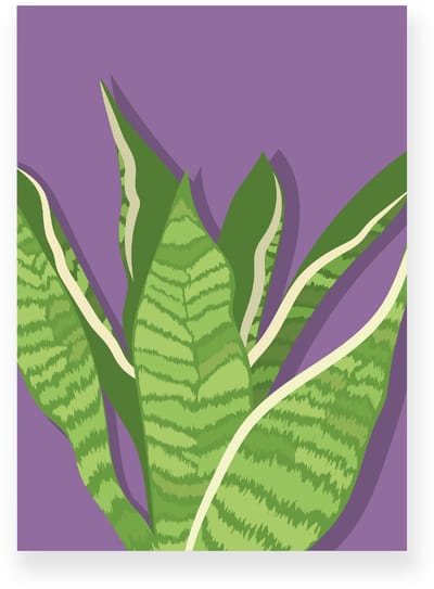 Poster 20x30 cm - Sansevieria - Planten - Groen - Paars - Botanisch - Minimalistisch - Muurdecoratie - Wanddecoratie