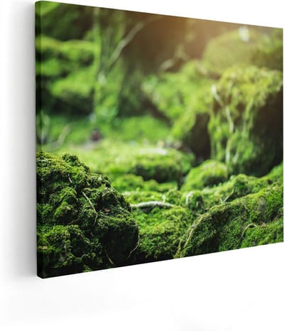 Artaza Canvas Schilderij Bos - 50x40 cm - Wanddecoratie Mos - Muurdecoratie Landschap - Kamer Accessoires