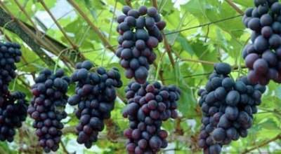 Vitis vin. 'Frankenthaler' ('black hamburg') - 50-60 cm in pot