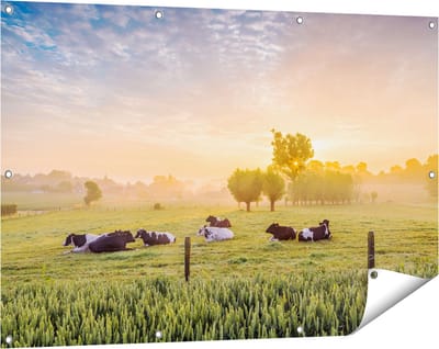 Gards Tuinposter Koeien in de Wei tijdens Zonsopgang - 120x80 cm - Tuindoek - Tuindecoratie - Wanddecoratie buiten - Tuinschilderij