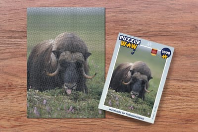Puzzel Muskusos op toendragebied - Legpuzzel - Puzzel 1000 stukjes volwassenen
