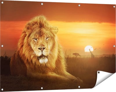 Gards Tuinposter Leeuw in de Savanne - Zonsondergang - 120x80 cm - Tuindoek - Tuindecoratie - Wanddecoratie buiten - Tuinschilderij