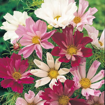 Sluis Garden - Cosmos Sea Shells Mixed