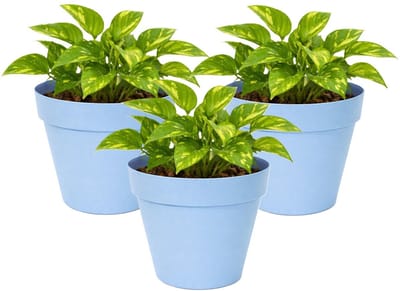 Mega Collections Plantenpot / bloempot - 3x - kunststof - lichtblauw - binnen/buiten - D20 x H17 cm