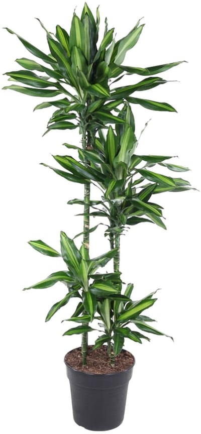 Dracaena Cintho - 150 cm - ø27