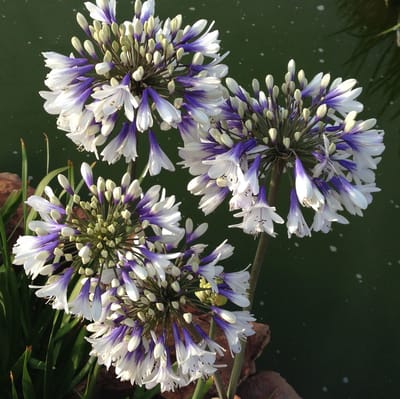 6x Agapanthus hybrida 'Twister'® Pot 9x9cm - Prachtige bloeiende plant voor in de tuin
