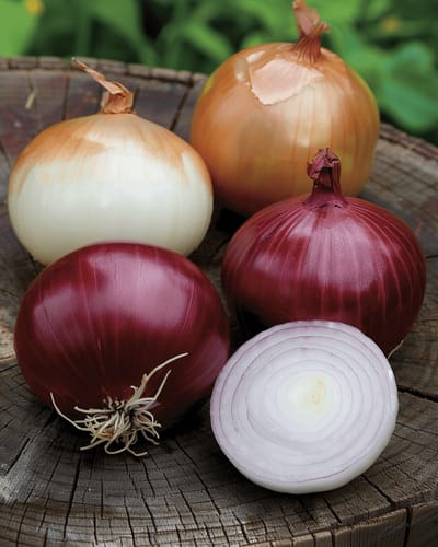 Uien Zaden Tris Di Cipolle Allium Cepa Tweejarig Mix
