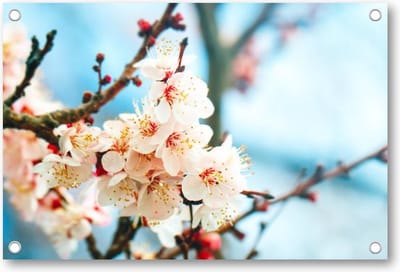 Abrikozenboom met prachtig gekleurde bloemen - Tuinposter 120x80 - Wanddecoratie - Natuur - Bloemen