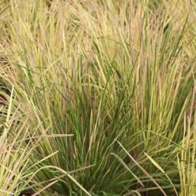 6 x Deschampsia Cespitosa 'Goldtau' - Smele Pot 9x9 cm - Gouden Siergras