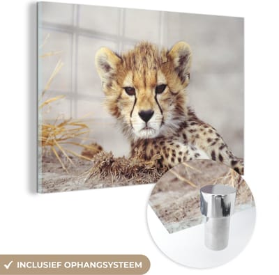 MuchoWow® Glasschilderij 60x40 cm - Schilderij acrylglas - Cheeta - Jong - Portret - Foto op glas - Schilderijen