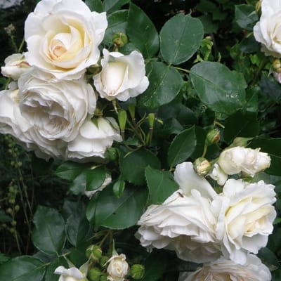 12 x Witte Trosroos - Rozen als Borderplanten Winterhard - Rosa the Fairy 'White' in C1.5(liter) pot met hoogte 10-20cm