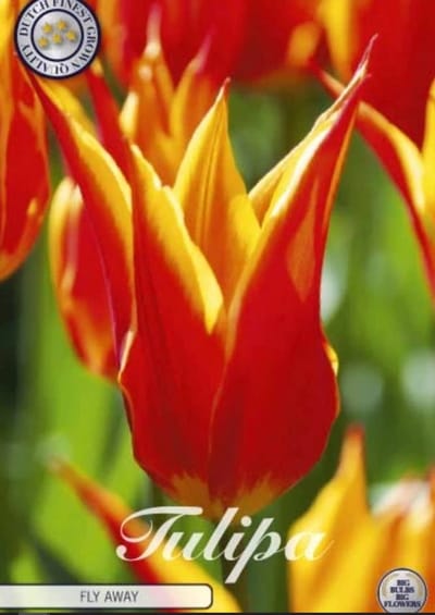 Dutch Finest Quality bloembollen - Tulpen Tulp Lilyflowering Fly Away x7 12/+s