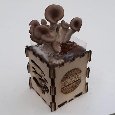 2 Growkits / kweeksets voor oesterzwammen op koffiedik (Duurzaam kado)