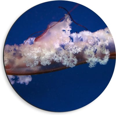 Dibond Wandcirkel - Kwal in Water - 40x40cm Foto op Aluminium Wandcirkel (met ophangsysteem)