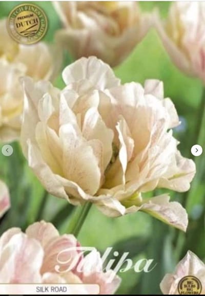 Dutch Finest Quality bloembollen - Tulpen Tulp Double Early Silk Road x7 12/+ Tulp Double Early Silk Road x7 12/+ Tulp Double Early Silk Road x7 12/+s