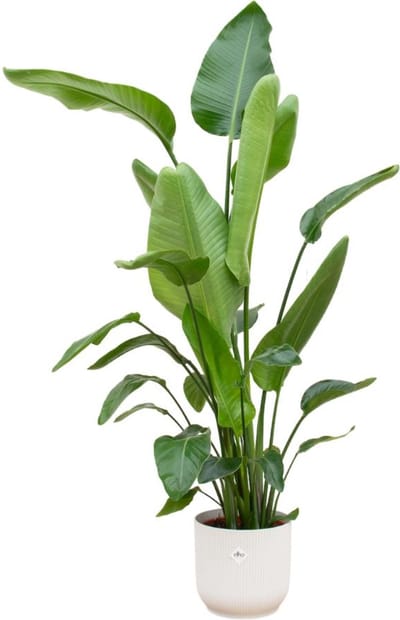 Combi deal - Strelitzia Nicolai inclusief elho Vibes Fold Round blauw Ø22 - 100 cm